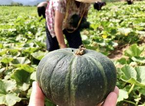 临沧网红吃瓜事件真相是真的吗,真相揭秘,还原事件始末 第2张 临沧网红吃瓜事件真相是真的吗,真相揭秘,还原事件始末 第2张